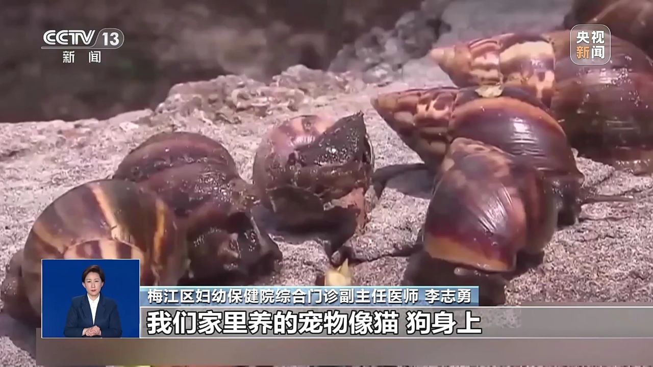 广东雨后出现非洲大蜗牛 接触后出现异常状况 需立即就医