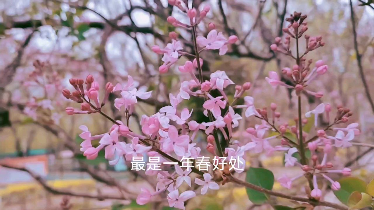 花谢花飞花满天