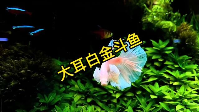 大耳白金斗鱼来啦…还有你们要的海缸…斗鱼半月斗鱼