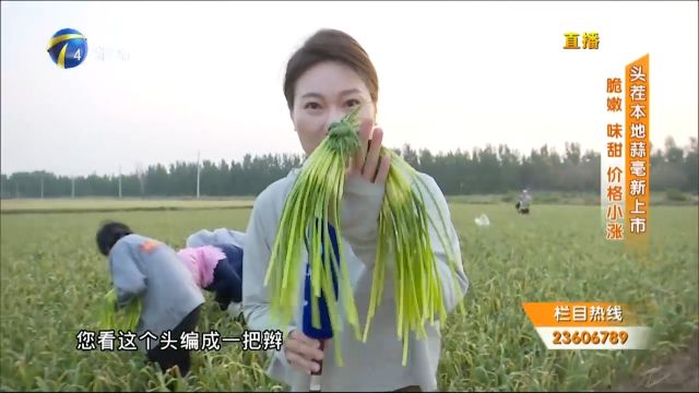 天津本地头茬蒜毫上市,口感脆嫩味道甜,价格比去年略有上涨