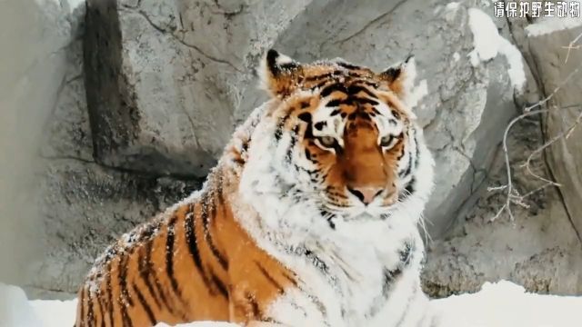 世界上10种体型最大的猫科动物23科普动物猫科动物狮子老虎