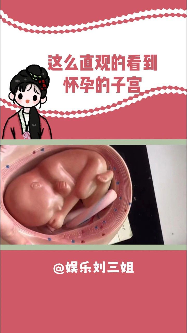 这么直观的看到怀孕的子宫大小