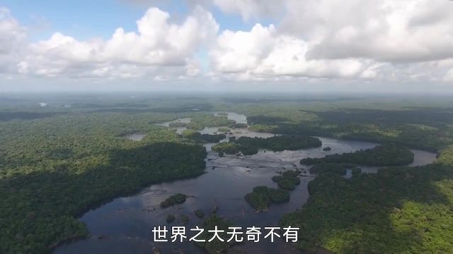 7个奇怪的生物,生活在海洋中的孔雀,雀尾螳螂虾