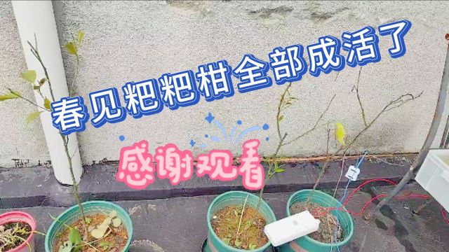 春见粑粑柑全部成活了#盆栽 #春见粑粑柑 #桌面装饰 #花卉绿植 #农业