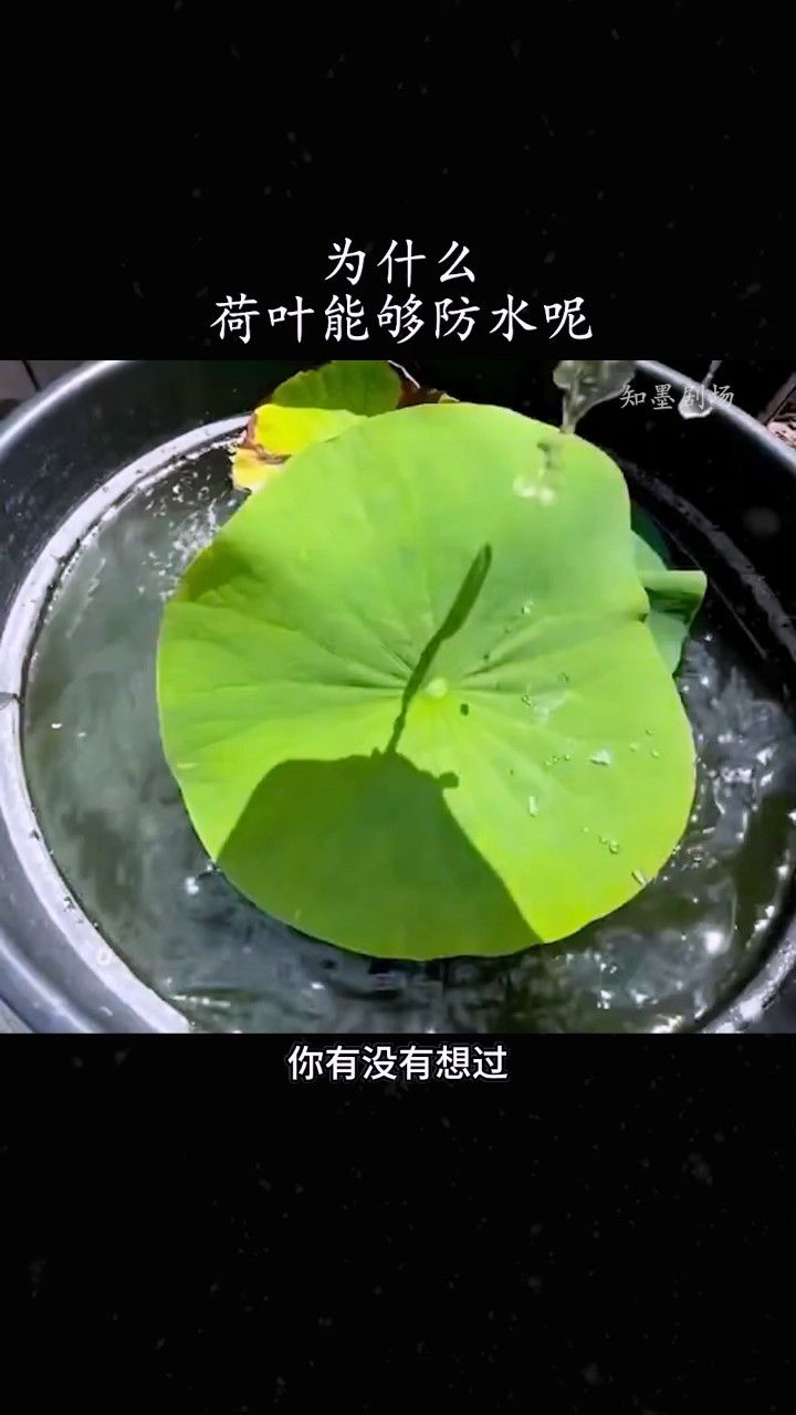 为什么荷叶不会被水弄湿为什么在线