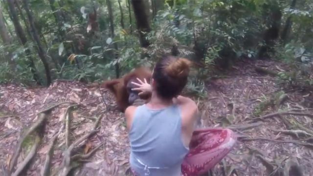 红毛大猩猩色胆包天,居然打劫女子,游客们与它斗智斗勇