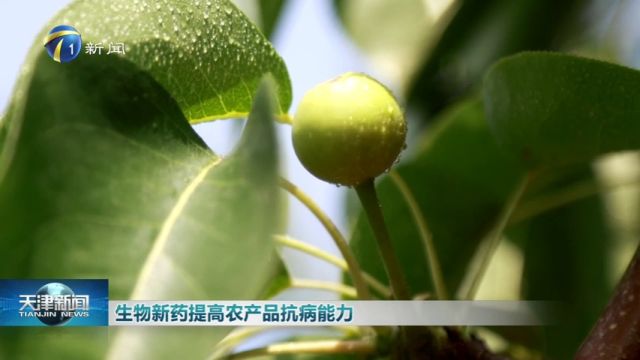 生物新药提高农产品抗病能力