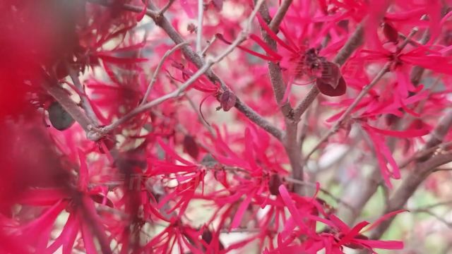 福清市龙田第二中心幼儿园 学前教育宣传月 《幼儿园的一天》