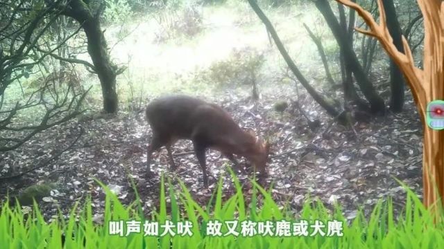 国际生物多样性日 | 生活在珠江源的“跨栏高手”麂鹿