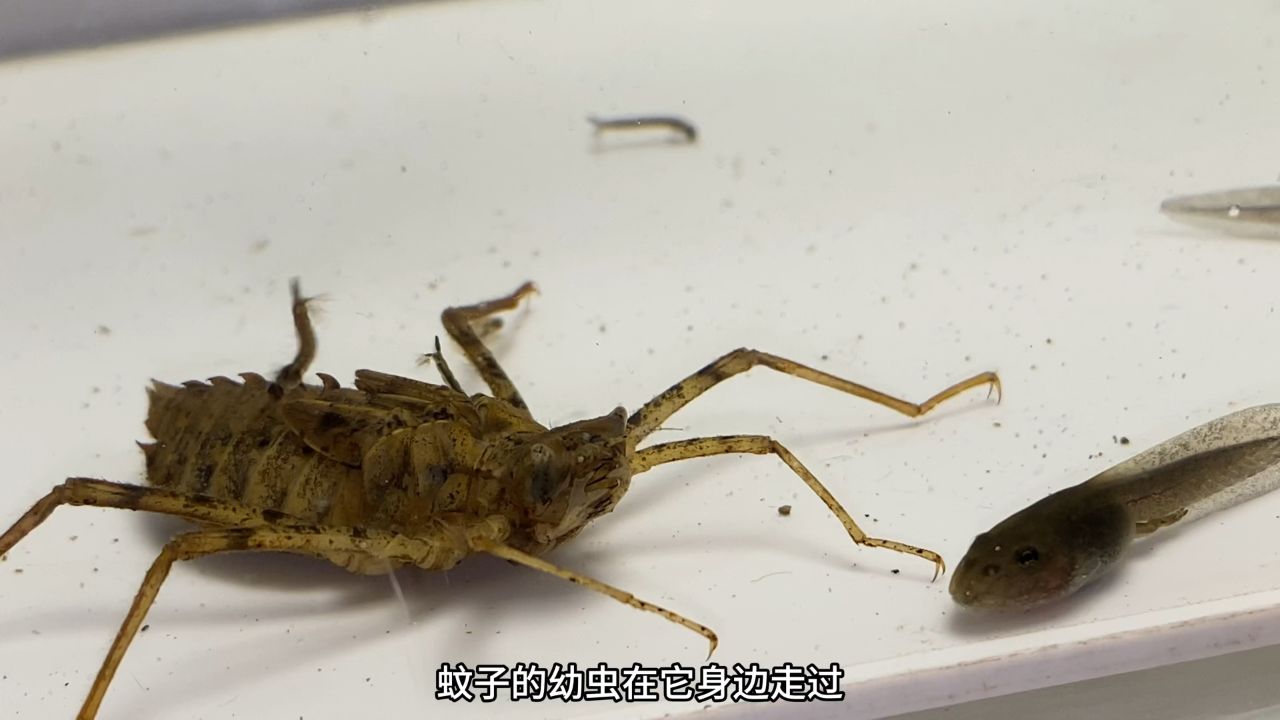 蜻蜓幼虫大战蚊子幼虫!结果会怎样呢?太意外了