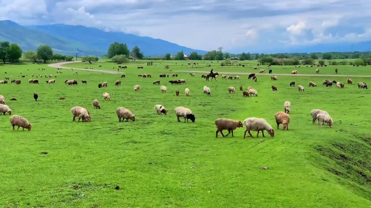 风吹草低见牛羊