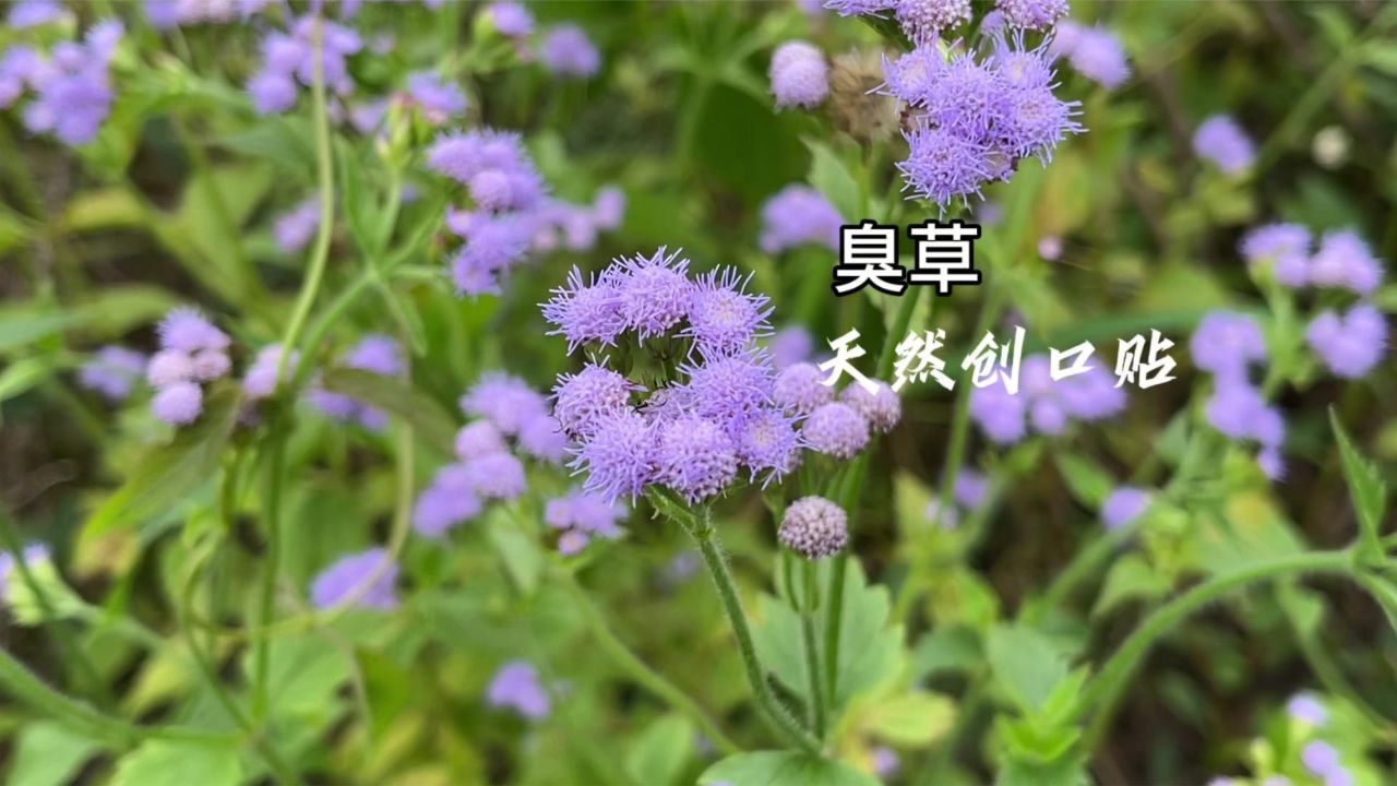 客家人嫌弃的"臭草",也称为"天然创口贴",养鱼人的最爱