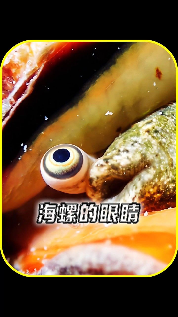海螺的眼睛竟然可以再生!神奇的海洋生物