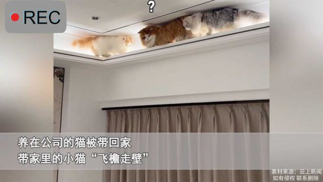 养在公司的猫被带回家,带家里的小猫“飞檐走壁”,主人:很无语