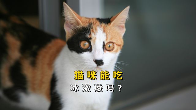 炎炎夏日,给猫咪吃冰激凌真的没事吗?