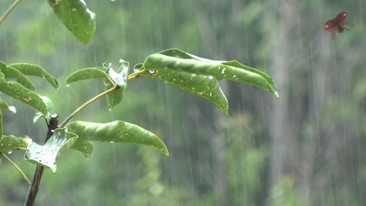 雨镜视频素材网站大全_雨景滤镜