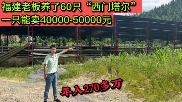 福建老板养了60只“西门达尔”,1只能卖到50000元,年入270多万