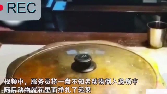 太残忍!饭店将活物倒入热锅,盖住锅盖后动物锅中痛苦挣扎