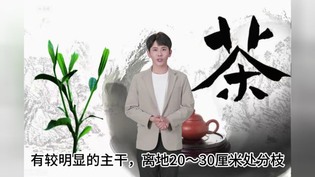 茶树的生长与采摘