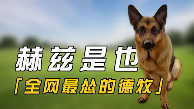 一言不合就挨逼兜,赫兹为什么被称为“全网最怂的德牧”?