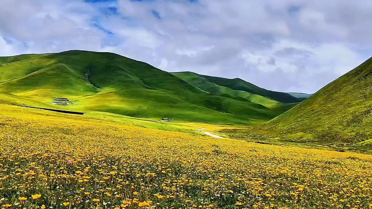 草原上的格桑花图片图片