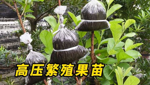 果树不用花钱买,教你如何高压繁殖,操作简单一看就会_高清1080P在线观看平台_腾讯视频