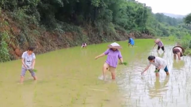 湖南东安:积水退去,抢抓时间对受灾地块进行补种