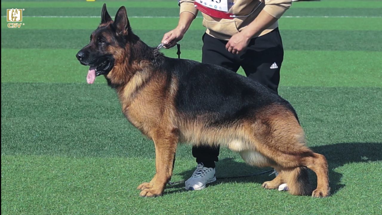 2023年csv德国牧羊犬河南地方展成年公犬组v8犬只讲评