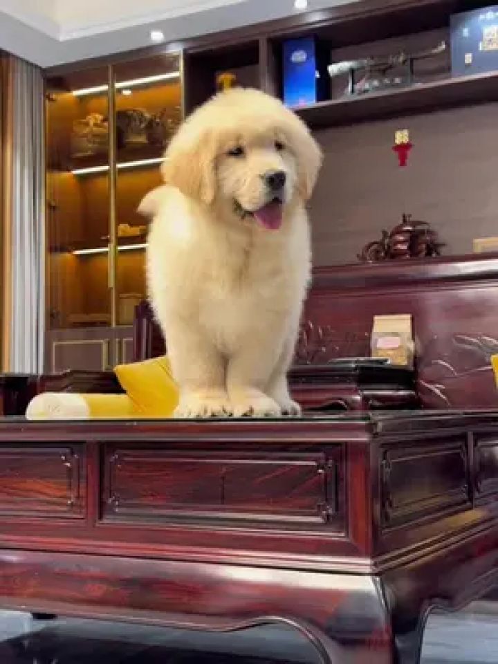 赛级金毛幼犬,漂亮吧 #赛级金毛幼犬#双血统金毛 #金毛 #金毛幼犬 #赛