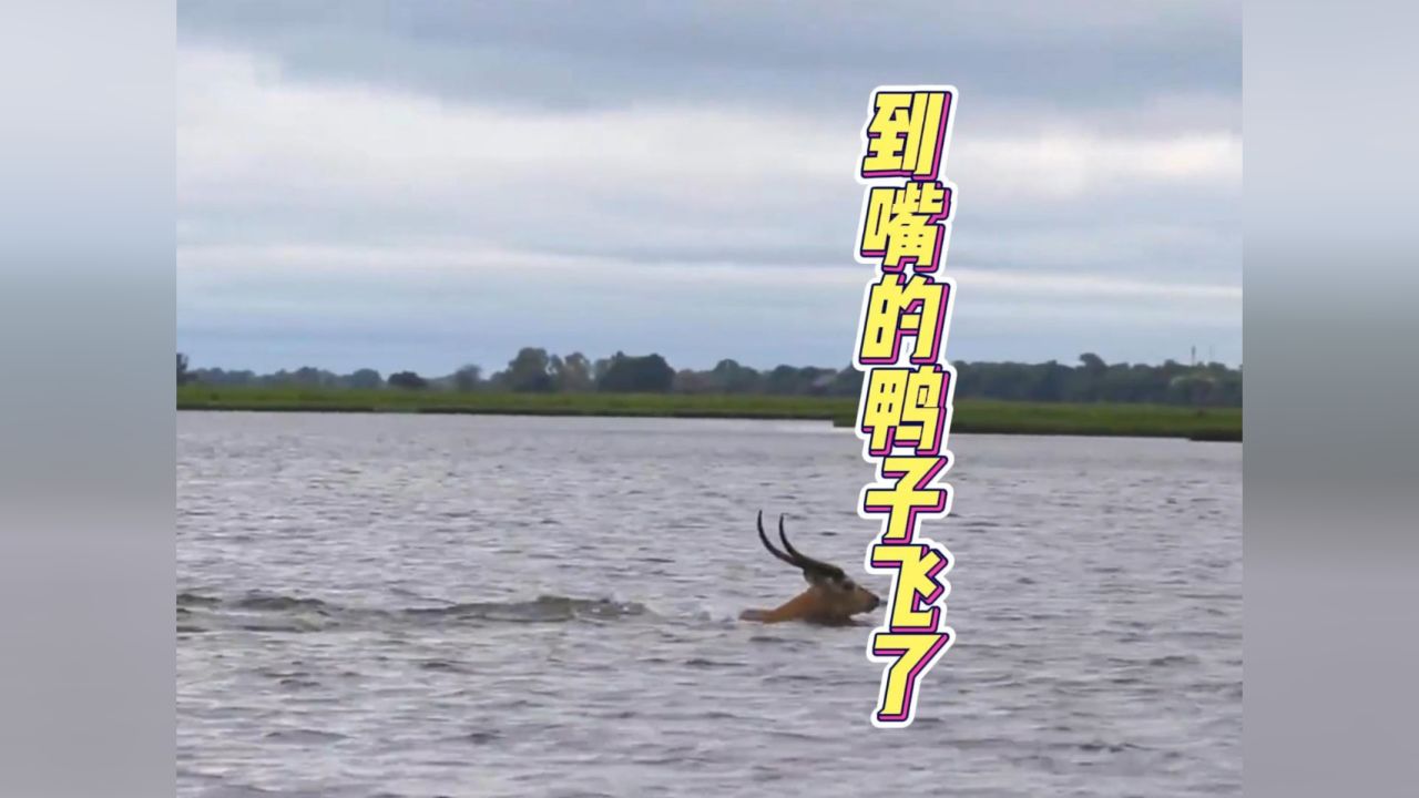 到嘴的鸭子就这么飞了