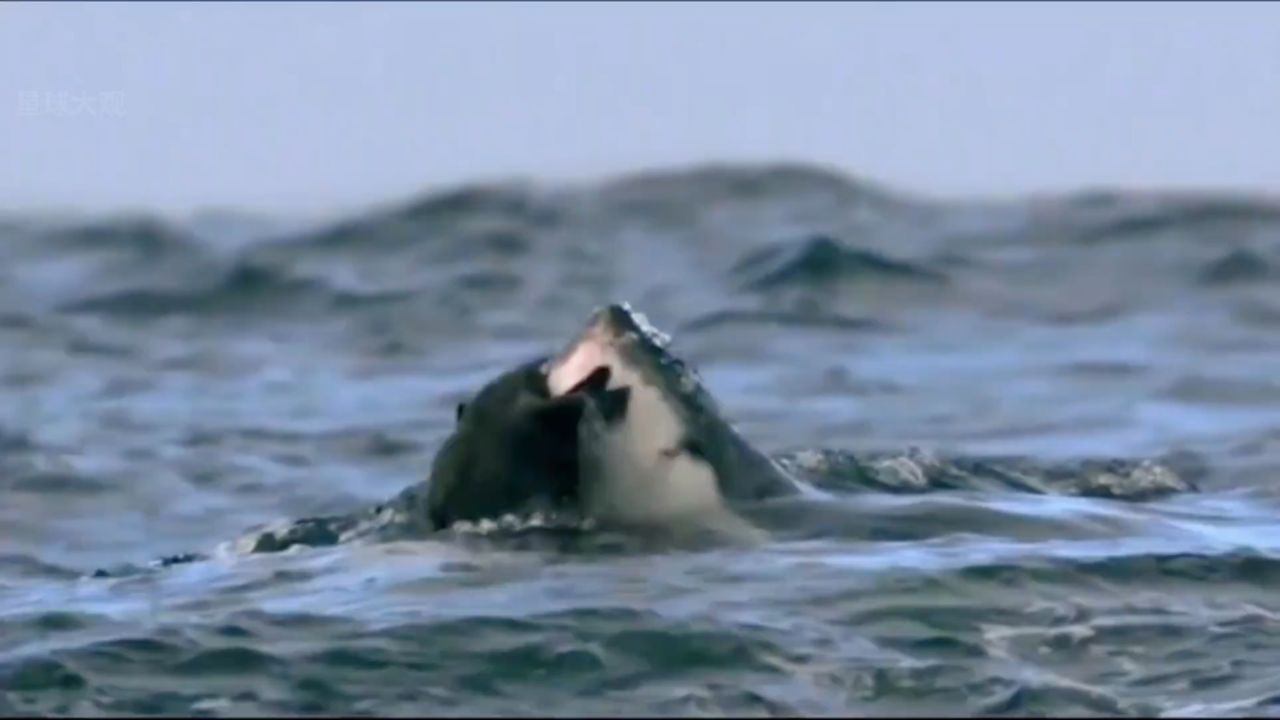 大白鲨被海豹围殴