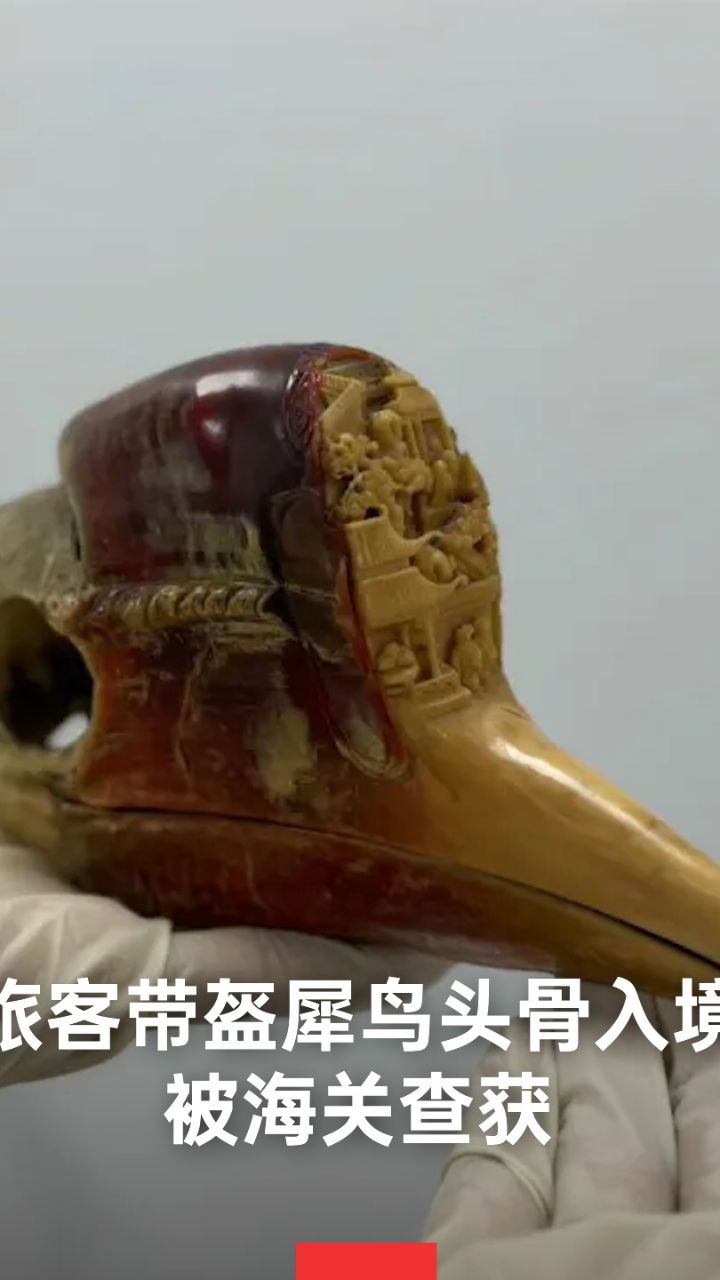 旅客带盔犀鸟头骨入境被查