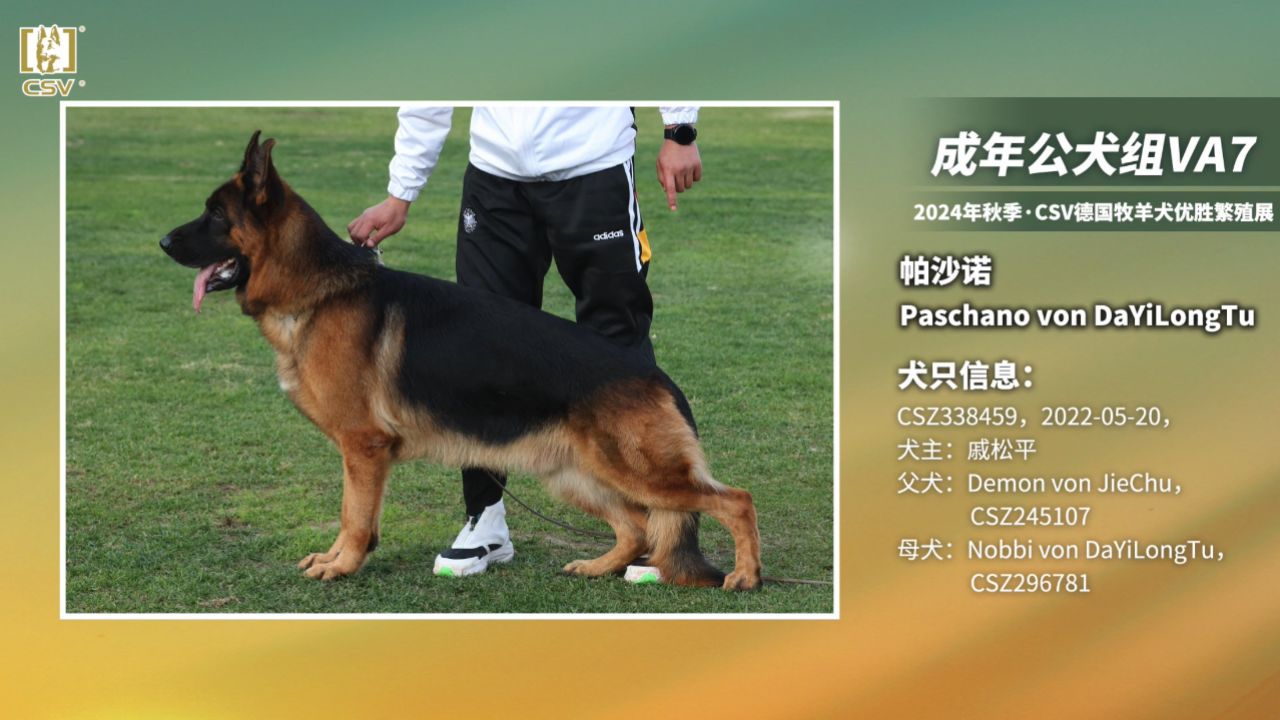 csv德国牧羊犬血统证书图片