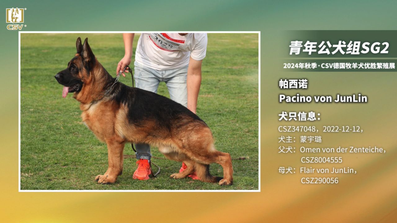 csv德国牧羊犬血统证书图片