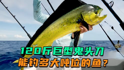 120斤的巨型鬼头刀当鱼饵,多大吨位的鱼才能吞得下?诱捕过程精彩刺激_高清1080P在线观看平台_腾讯视频