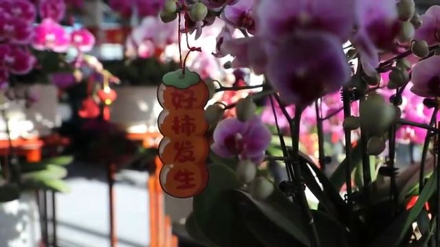 济南市长清区:“花卉经济”助力“黄河大集”