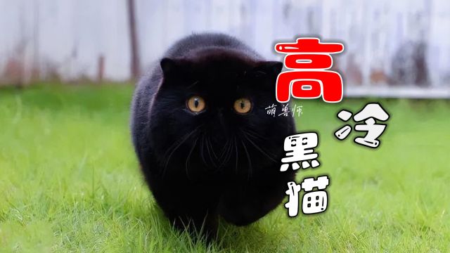 黑猫只是看起来高冷,绝对不是厄运的象征|纪录片