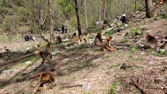 《秦岭精灵川金丝猴》编印 提高公众生态文明意识