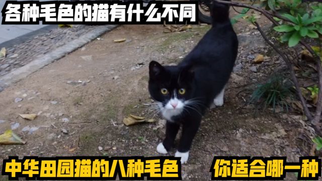 中华田园猫的八种毛色,你适合哪一种?各种毛色的猫有什么不同?喵喵课代表