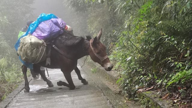 峨眉山骡子驮重物被指虐待,景区:骡子是村民的,以后不会让骡子超负荷工作