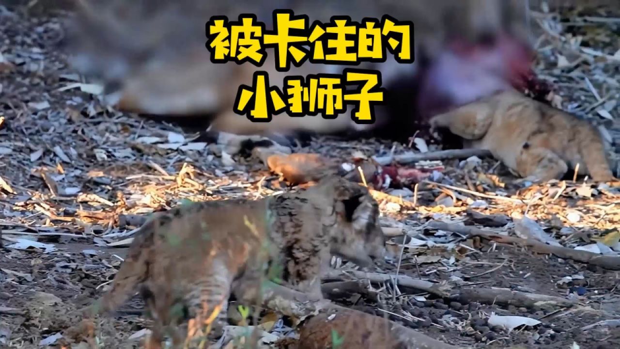 小狮子被卡在了羚羊的体内,母狮的操作令人费解