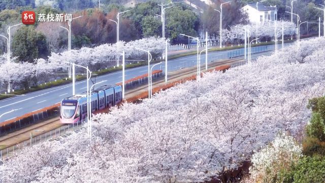 春日限定!苏州这辆电车一路樱花相伴