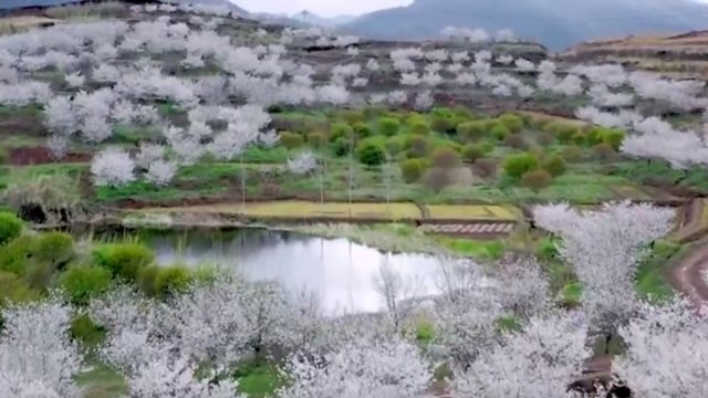 春天的浪漫樱花占一半 台州天台县嵩山后村樱花竞相绽放