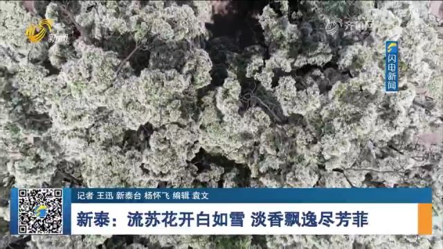 新泰:有120多年历史的流苏树迎来盛花期,花开白如雪,香气四溢