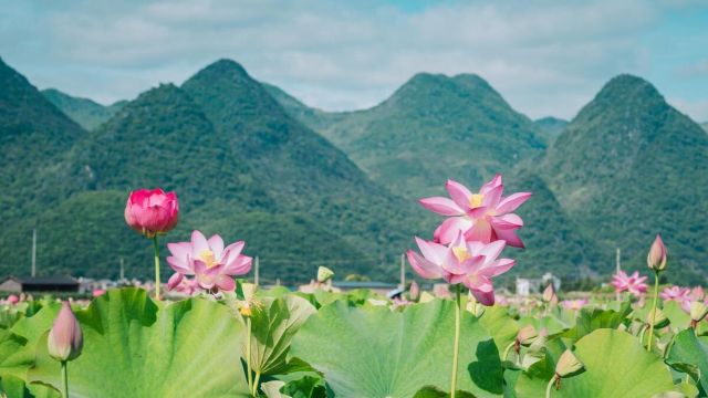 立夏将至,俗话说“立夏见三新,夏天没烦恼”,三新指什么?