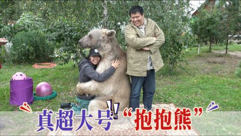 300公斤的俄罗斯大熊，爱抱人爱晒太阳还一推就倒
