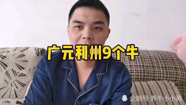 广元利州区有9个烂牛,喊49800元,这个适合有放养场地的