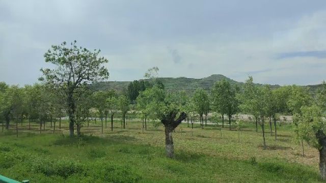 去往关山牧场的路上,绿树、河流,沿路都是风景