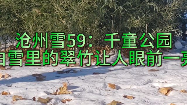 沧州雪59:千童公园白雪里的翠竹让人眼前一亮