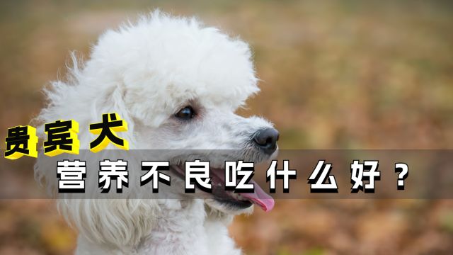 贵宾犬营养不良吃什么好?